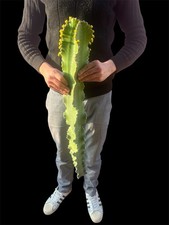 EUPHORBIA INGENS CANDELABRUM