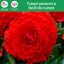 Bulbi di begonia - Fimbriata -