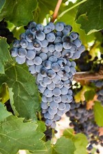 25 Barbatelle di uva da Vino