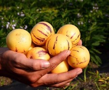 FS1466 Pepino Kendall Gold