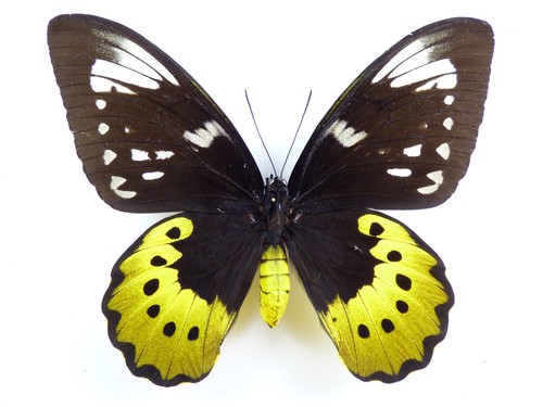 Ornitottero golia forma