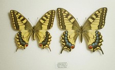 PAPILIO MACHAON
