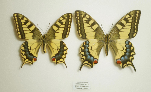 Papilio machaon - papilio,