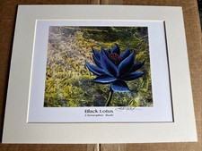✨Stampa MTG Black Lotus