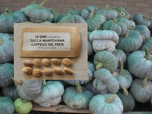 Semi zucca mantovana - di,
