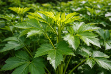 Semi di Ashitaba Angelica