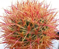 Ferocactus chrysacanthus