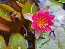 Ninfea pygmaea RUBRA, piante acquatiche, piante da laghetto, rustica, minipond
