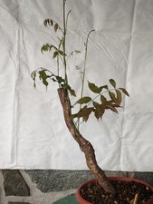 Bonsai di Glicine 41x15cm In