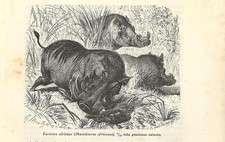 Stampa antica FACOCERO