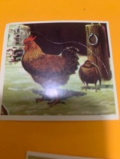 FIGURINA N.69 IL MONDO DEGLI ANIMALI ED.SUPER RAF 1973 OTTIMA NUOVA CON VELINA