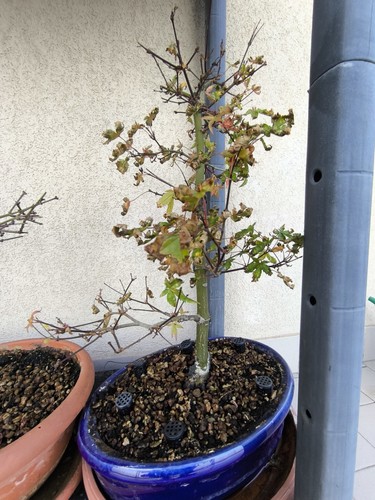 Bonsai acero deshojo non - bonsai,
