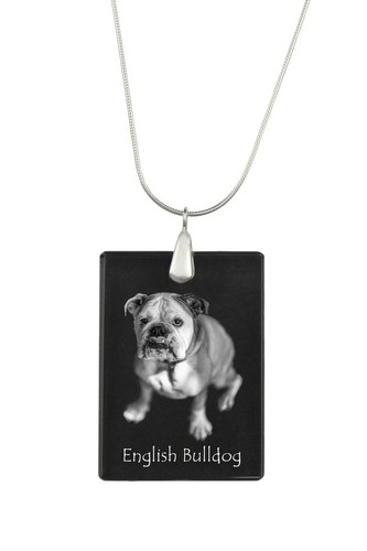 Bulldog inglese - bulldog,,