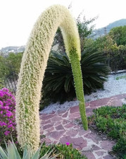 Sale2049 Agave Attenuata Agave