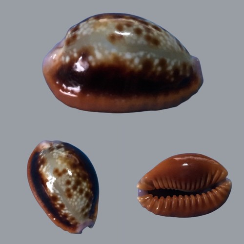 Cypraea helvola argella - ,, diego