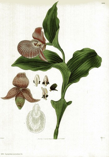Cypripedium macranthum - sw,