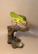 Taxidermy, Cabinet De