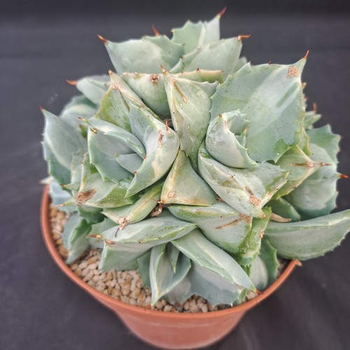 Agave ishtmensis orhi - agave, cv.