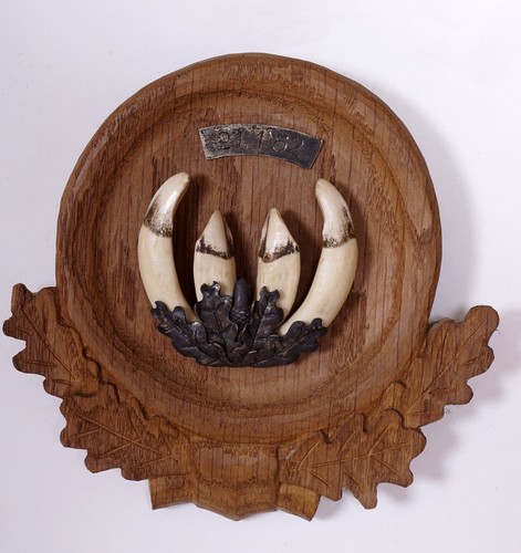 Bellissimi trofeo denti - denti, di