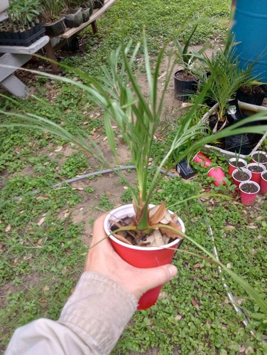 One phoenix roebelenii - one,