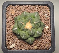 5.9cm Rare Cacti Ariocarpus