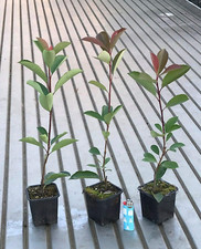 Fotinia "Photinia X Fraseri Red Robin" Pianta Da Siepe in Vaso Ø9 Cm