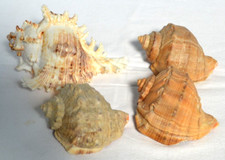 4 BELLISSIME CONCHIGLIE