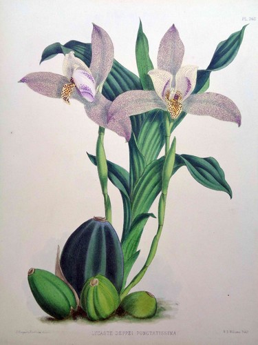 John nugent fitch originale - john,