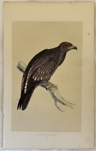 Morris spotted eagle aquila - spotted,