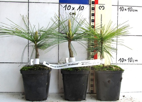Pinus schwerinii wiethorst - pinus, "wiethorst"