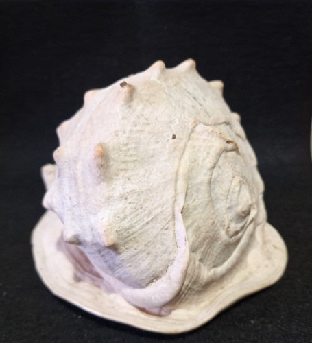 Conchiglia shell cassis - conchiglia,