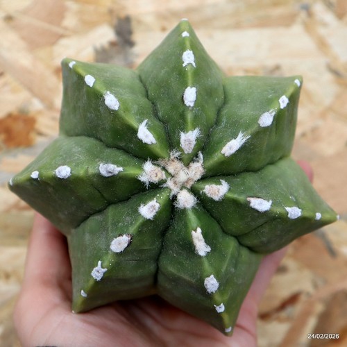 K162 astrophytum myriostigma - astrophytum,
