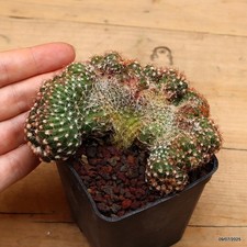 Notocactus uebelmannianus