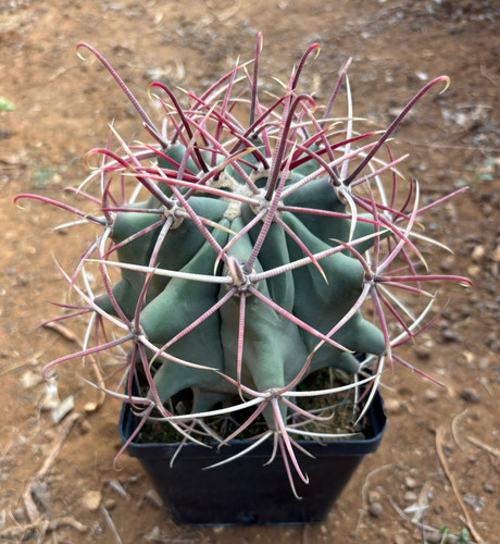 Ferocactus emoryi pianta da - emoryi,