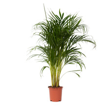 Plant in a Box  Palma Areca Dypsis lutescens 100cm Palma da interno