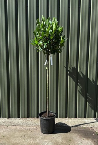 Laurus nobilis alloro - nobilis,