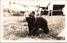 RPPC Carino Kodiak Bear Cub