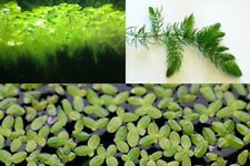 Lotto Piante galleggianti
