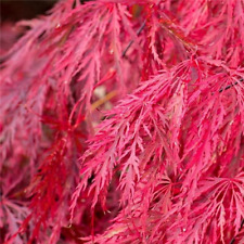 Acero giapponese dissectum