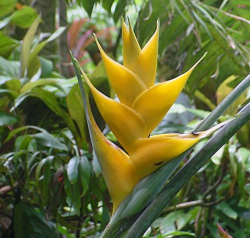 Heliconia champneiana maya - heliconia, 'maya