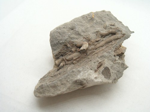 Legno fossile radice - fossile,
