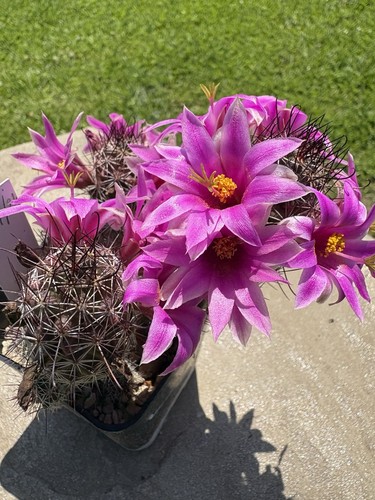 Mammillaria alamensis cactus - mammillaria,