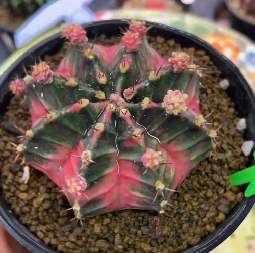 Gymnocalycium mihanovichi