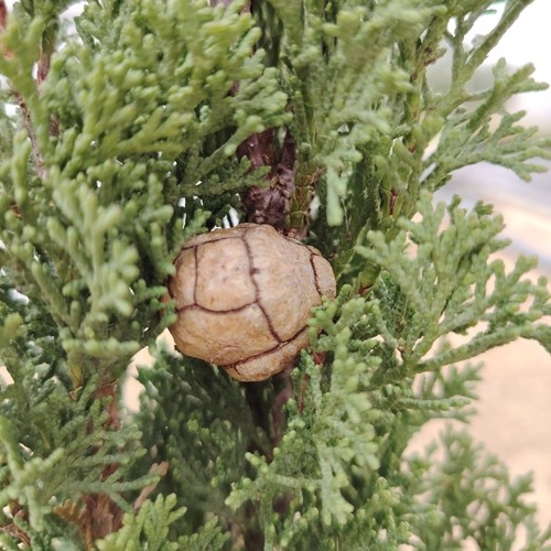 Albero cipresso sempervirens - cipresso,