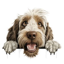 4 adesivi auto Spinone