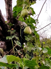 zucchine chayote germogliate