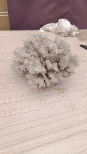 Grande corallo bianco naturale - grande,