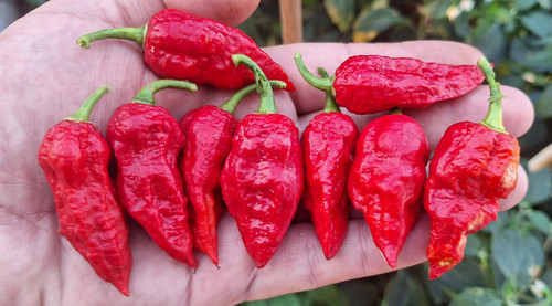 Semi peperoncino fatalii - 15,