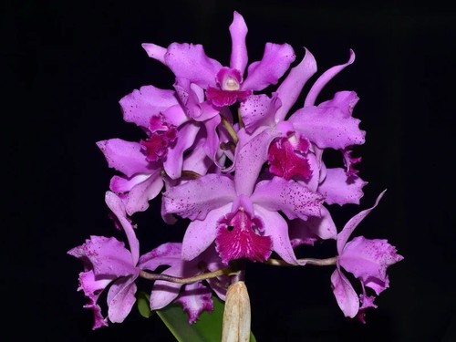 Cattleya virgin guadalupe - cattleya, de