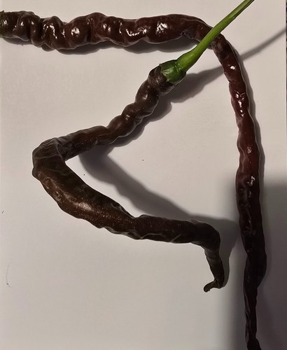 Semi peperoncino thunder - di,